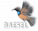 Baesel Erfolg, Training und Coaching 